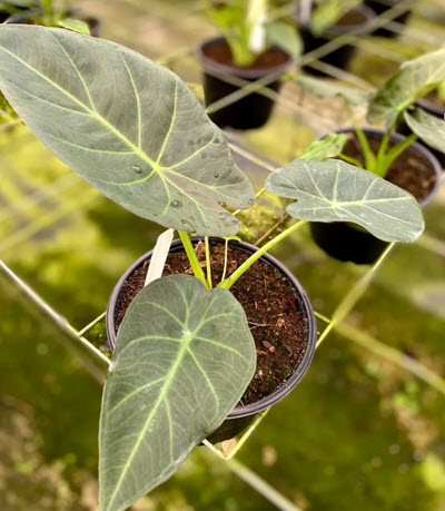 6" Alocasia Regal Shields